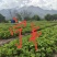 草莓苗裸根苗，10-15公分高