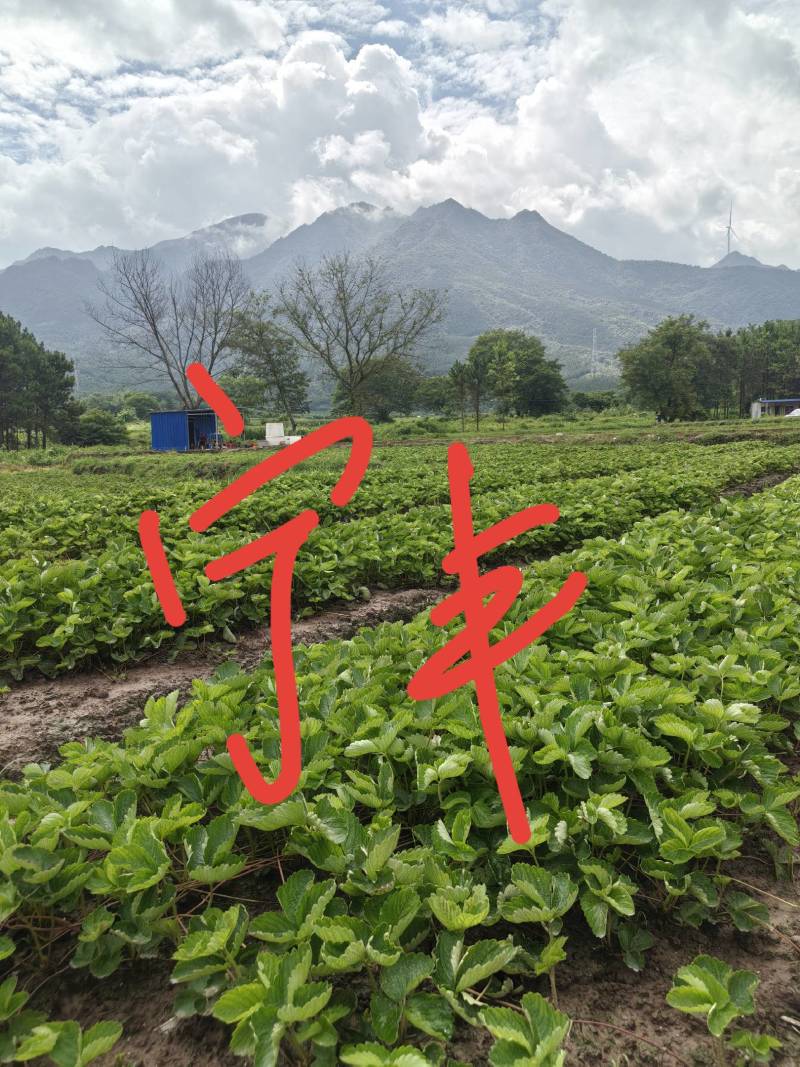 草莓苗裸根苗，10-15公分高
