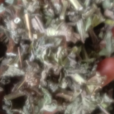薄荷干薄荷切段