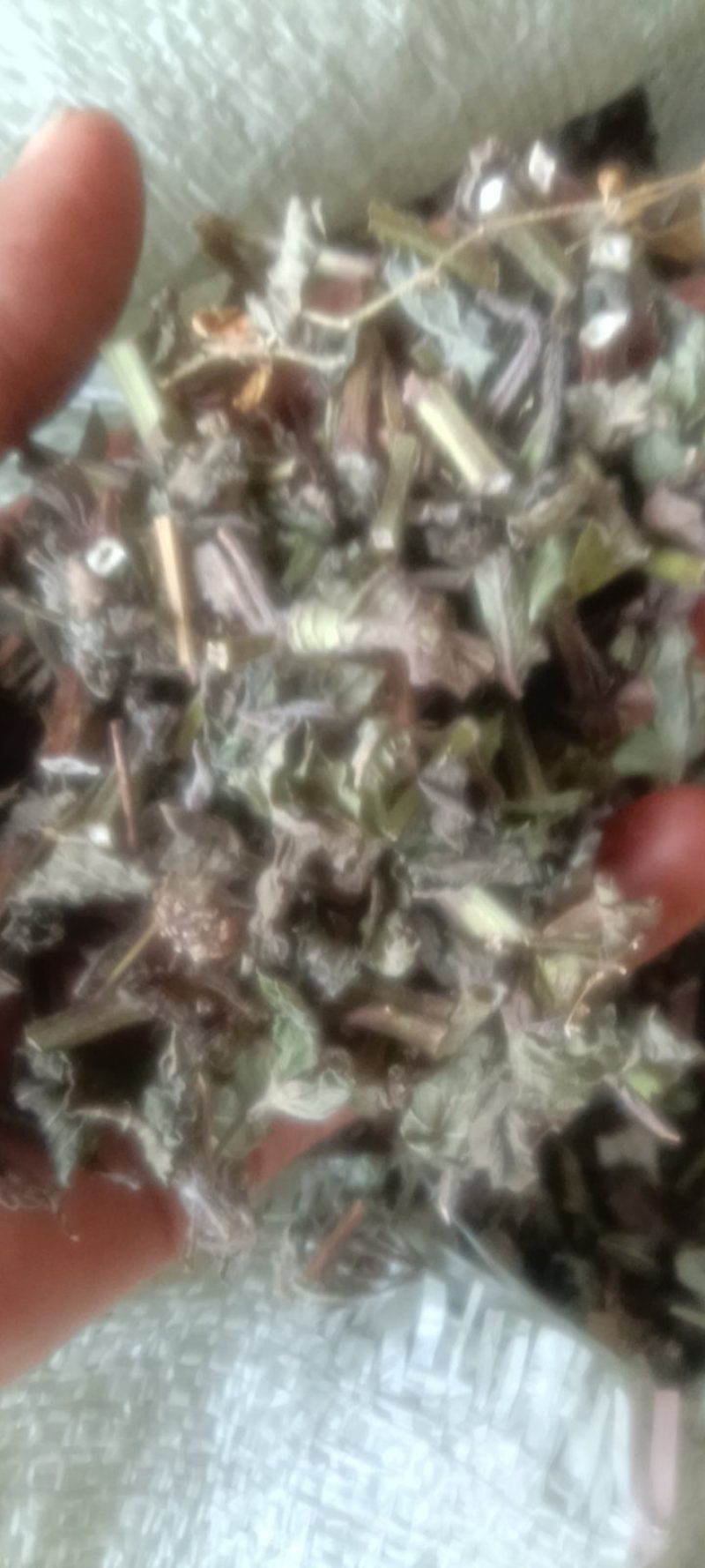 薄荷干薄荷切段