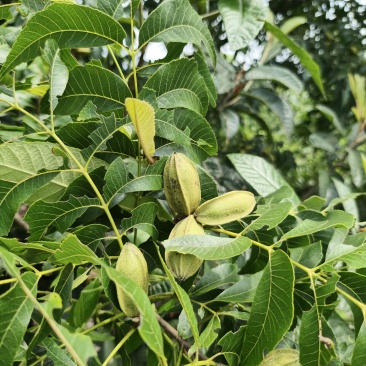碧根果大果