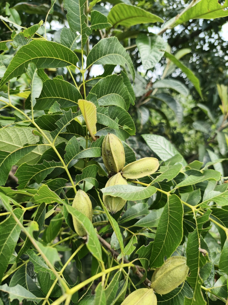 碧根果大果