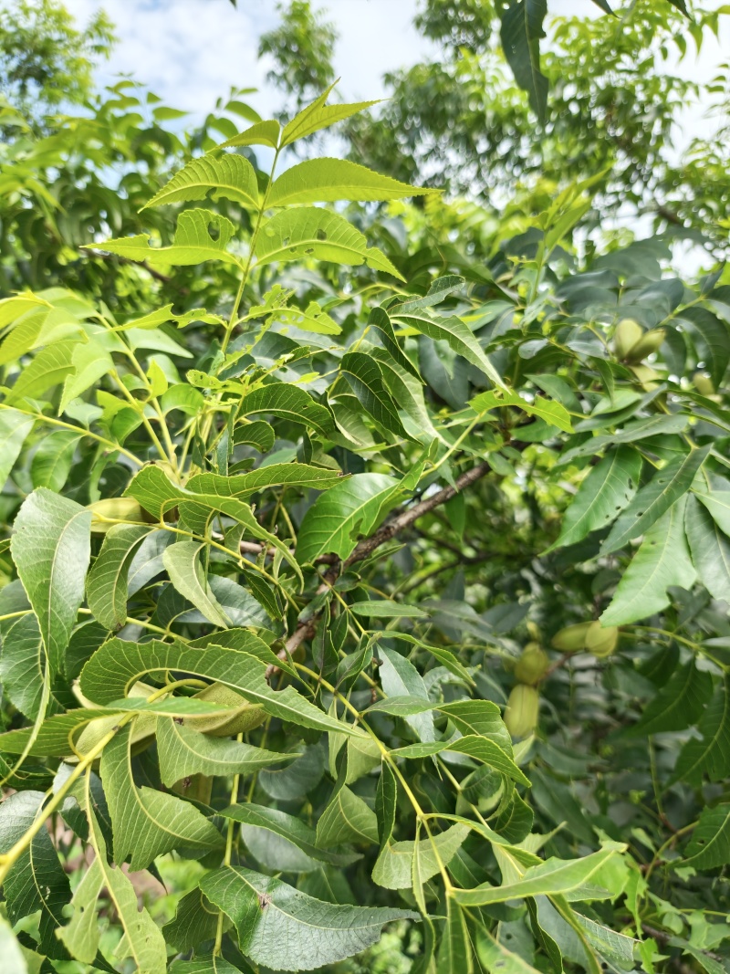 碧根果大果