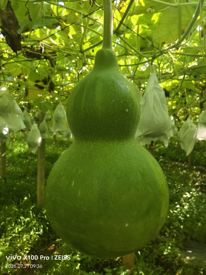 工艺品葫芦8公分以上