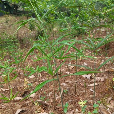 滇黄精2-4cm，鲜货