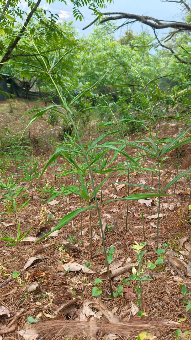 滇黄精2-4cm，鲜货