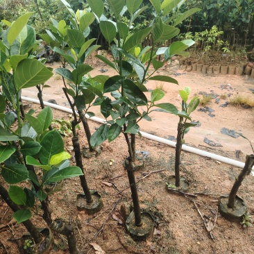 菠萝蜜苗高度1米左右