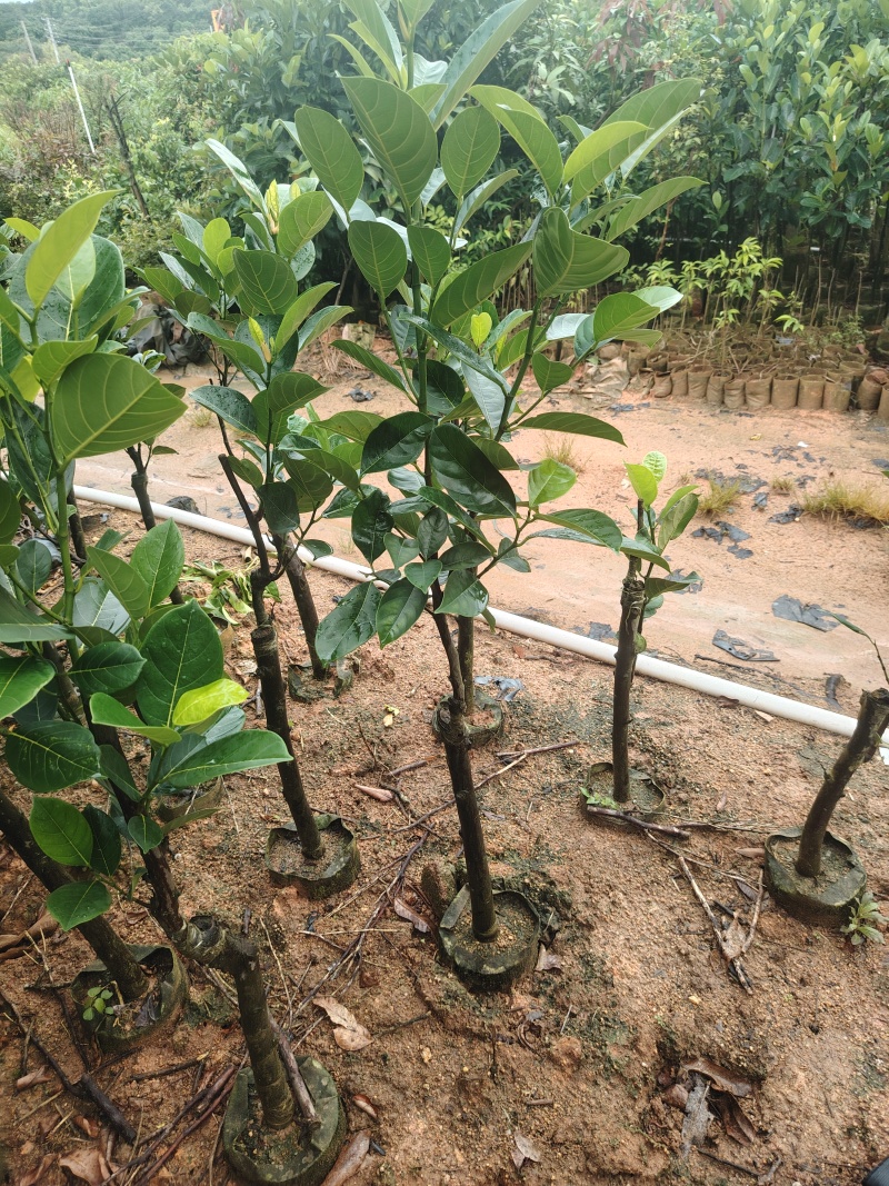 菠萝蜜苗高度1米左右