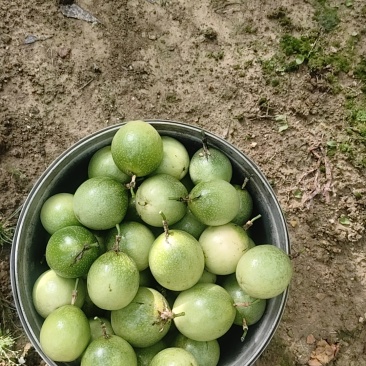 钦蜜9号中大果，60克以上为主