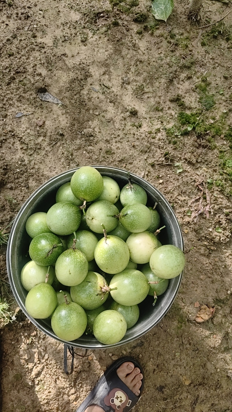 钦蜜9号中大果，60克以上为主