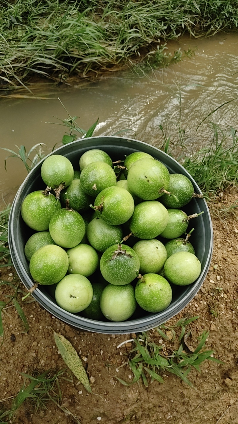 钦蜜9号中大果，60克以上为主