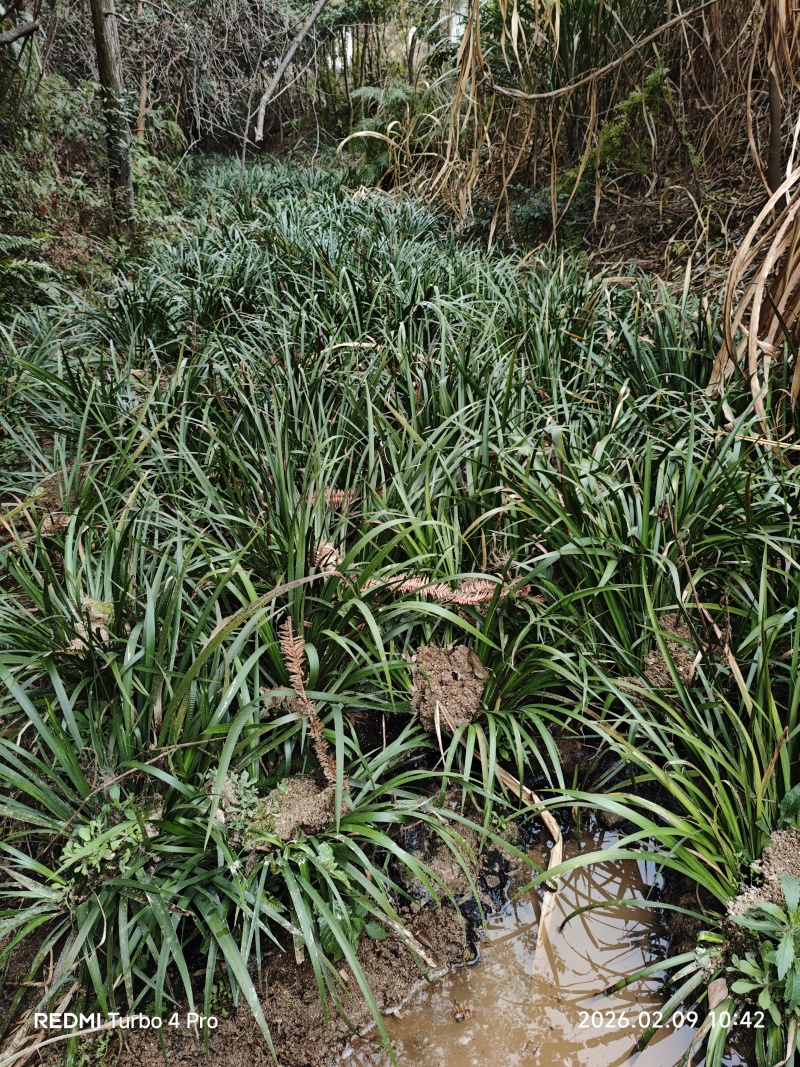 石菖蒲苗两年苗，十五至二十公分