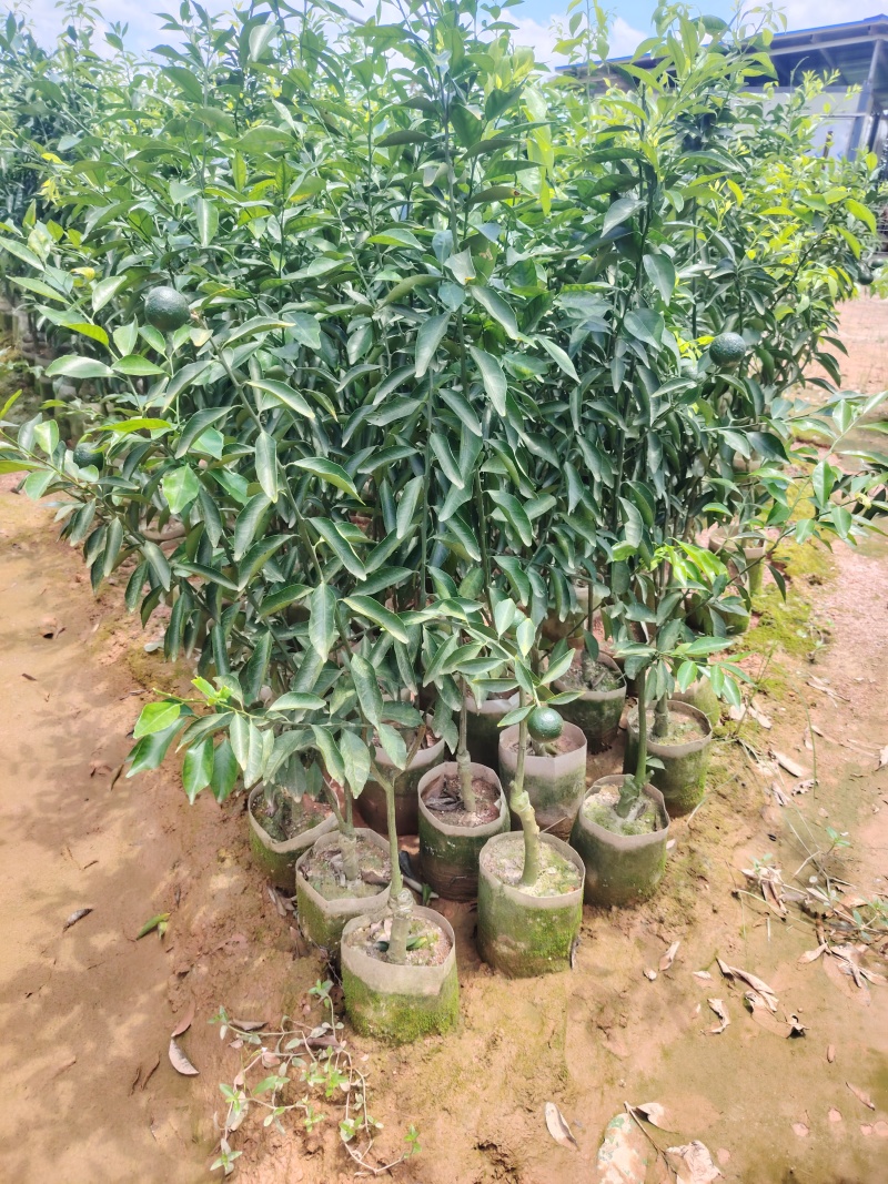 柑桔苗营养杯苗，地径1-2分