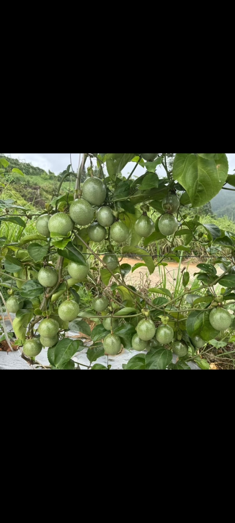 黄金百香果大中小果
