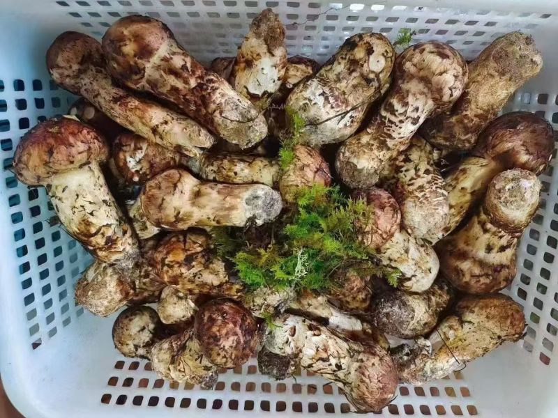 松茸3-5cm