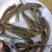 黄骨鱼苗5-6公分