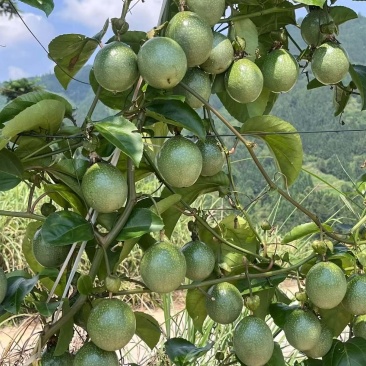 百香果大中小果