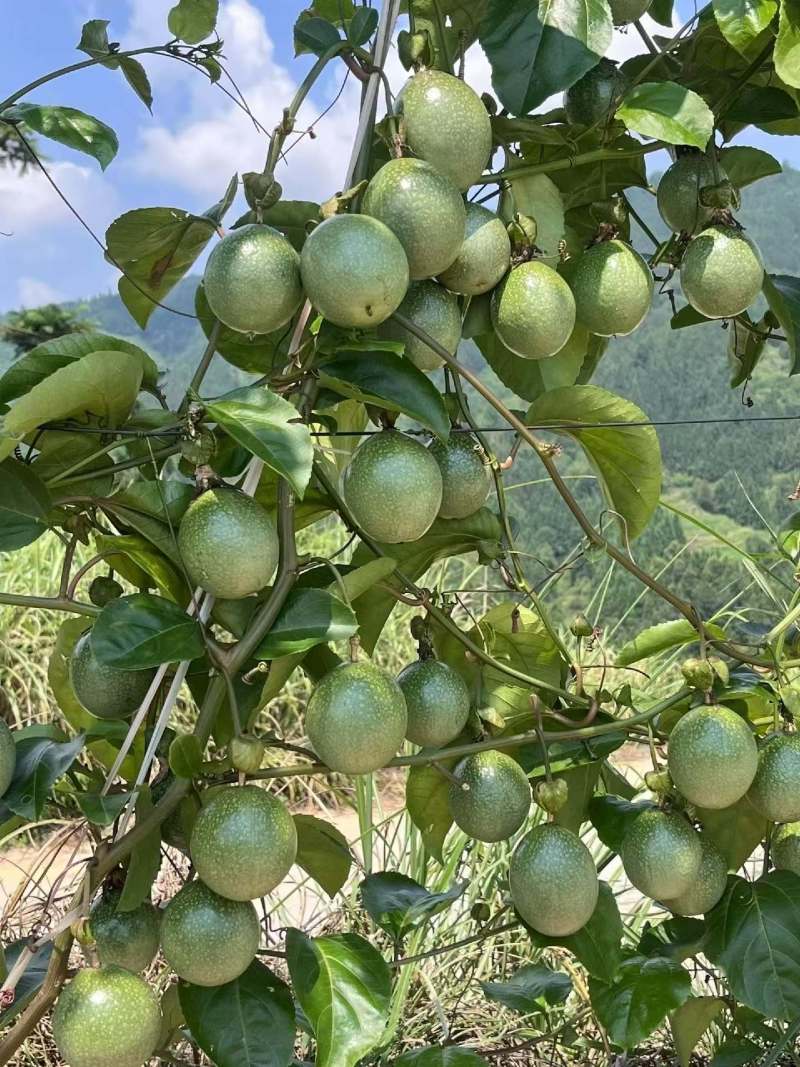 百香果大中小果