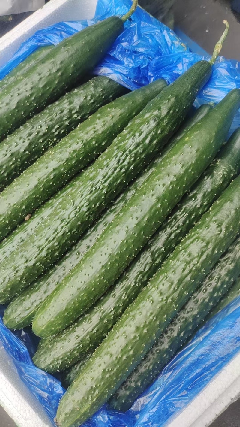 黄瓜中瓜,精品