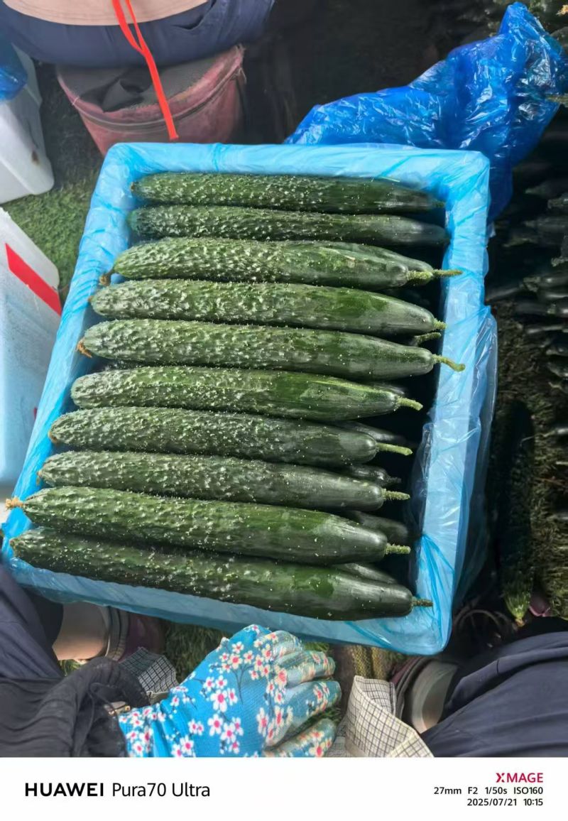 黄瓜中瓜,精品