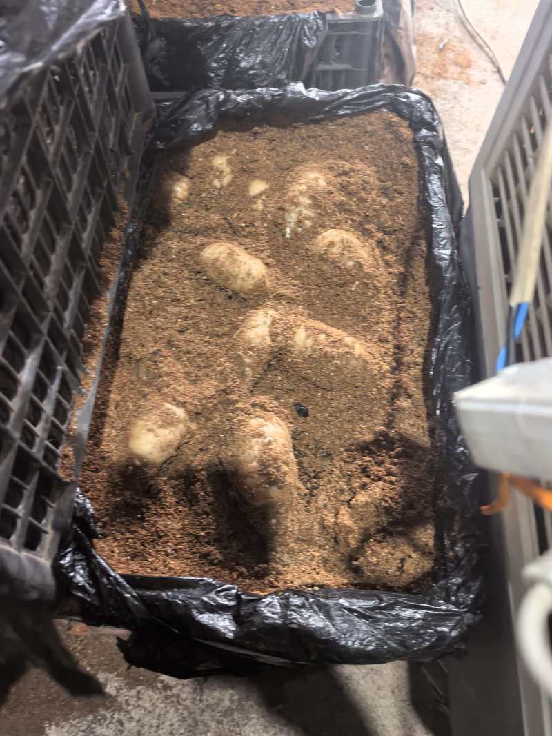 天麻统货