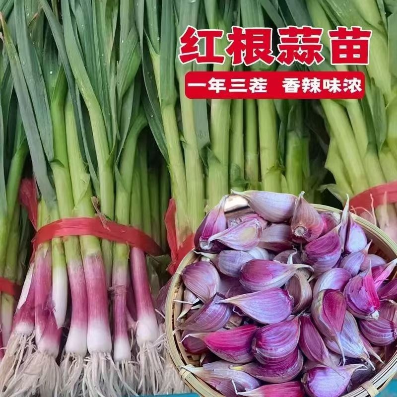 红根蒜苗种子一袋60斤