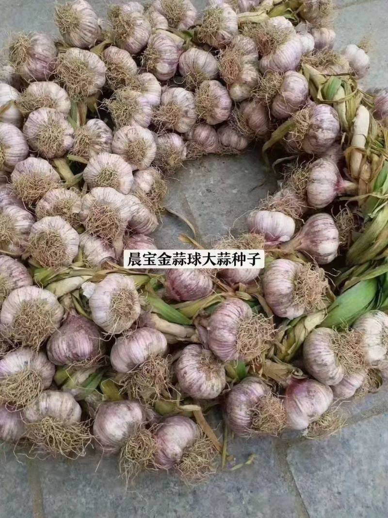 大蒜种子铁繁品种，60斤/袋