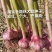 大蒜种子铁繁品种，60斤/袋