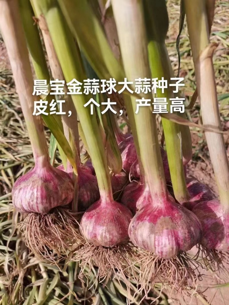大蒜种子铁繁品种，60斤/袋