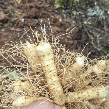 玉竹种苗