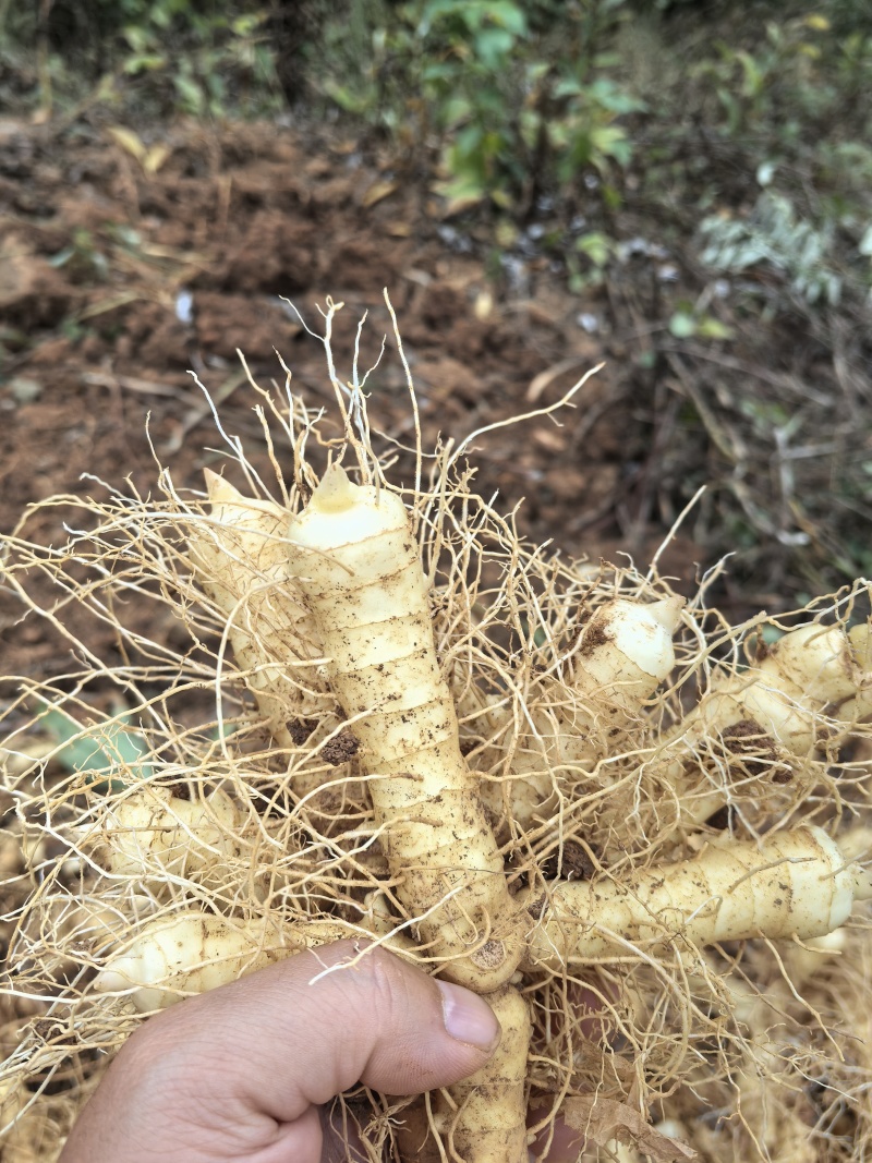 玉竹种苗