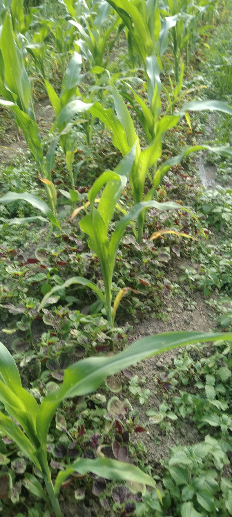 苋菜公斤