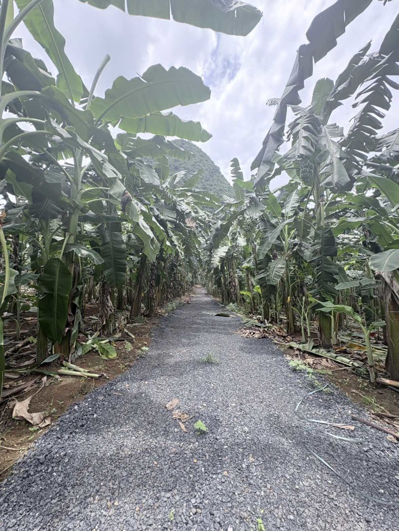 广西苹果蕉统货，不分大小果产地直供货源充足
