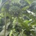 广西苹果蕉统货,不分大小果产地直供货源充足