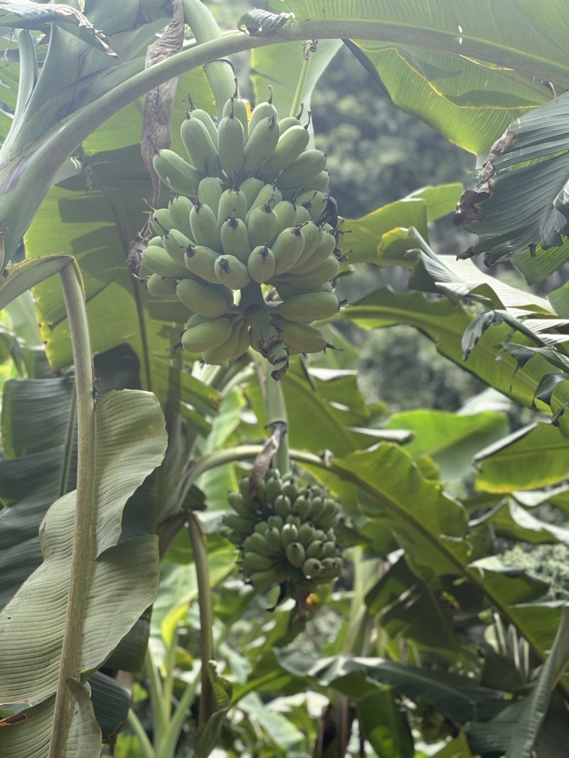 广西苹果蕉统货，不分大小果产地直供货源充足