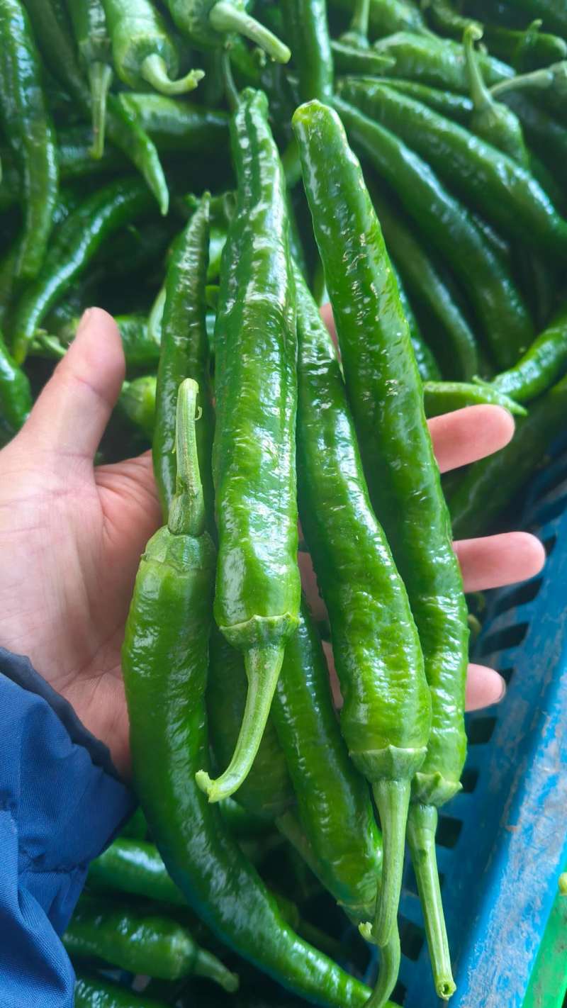 鲜辣椒露天线椒
