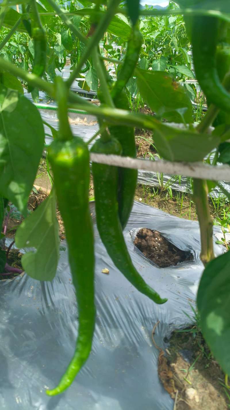 鲜辣椒露天线椒
