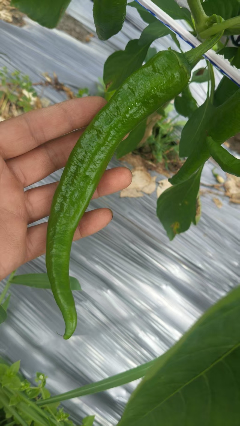 鲜辣椒露天线椒