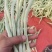 白条豆角白无丝/白不老