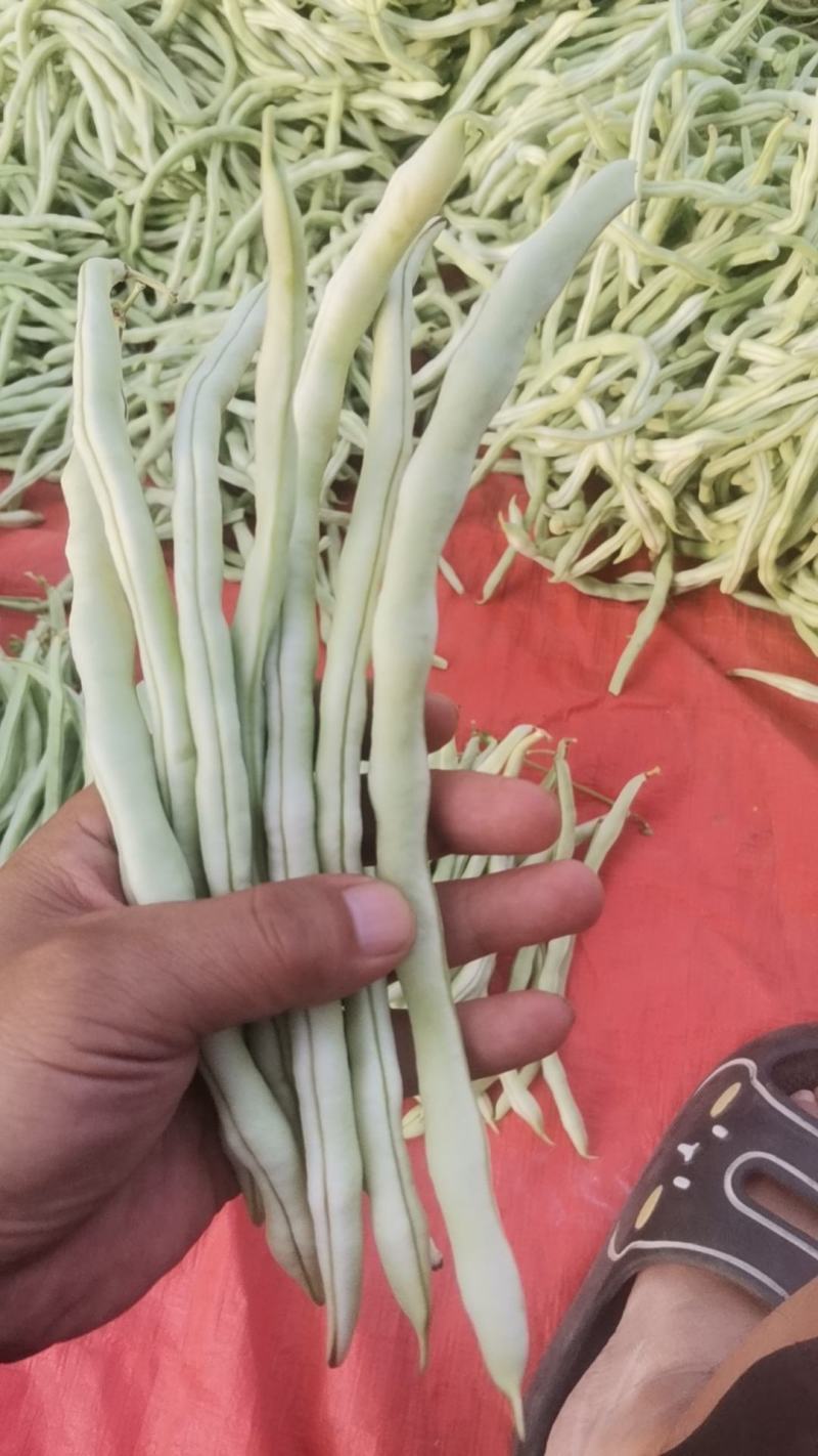 白条豆角白无丝/白不老