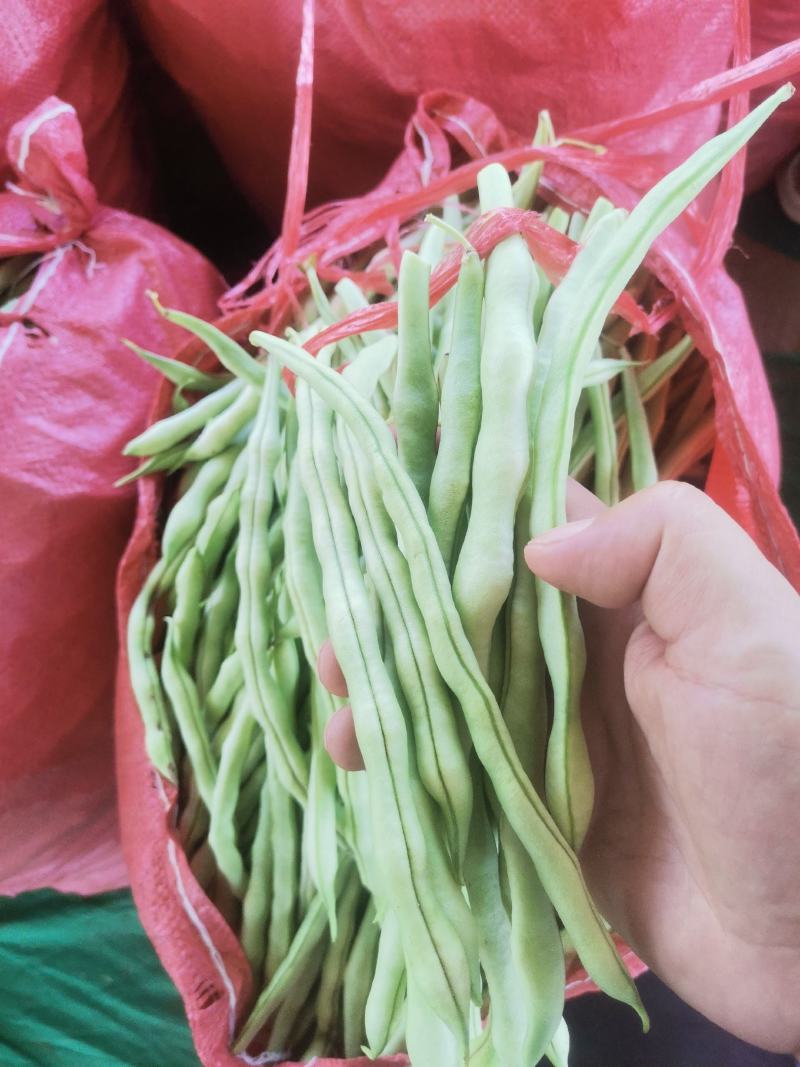 白条豆角白无丝/白不老
