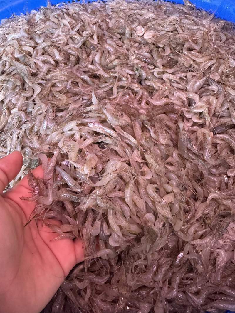 河虾