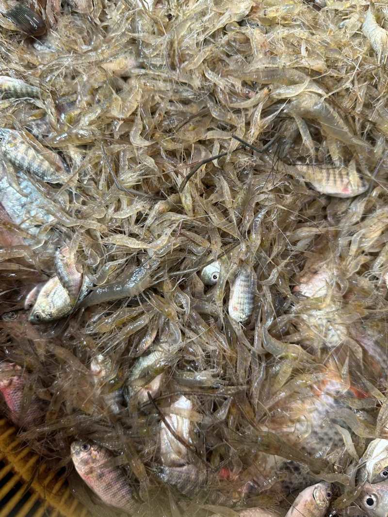 河虾