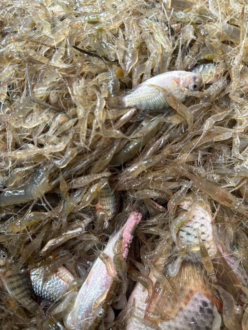 河虾