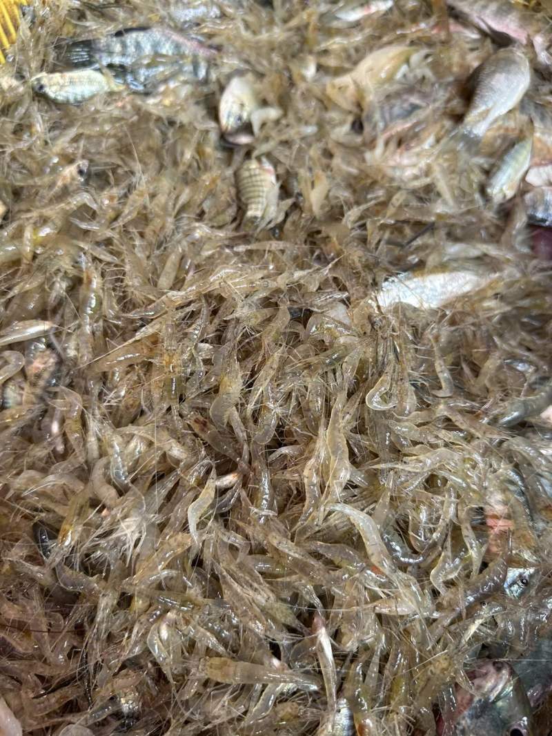 河虾