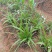 白芨种苗