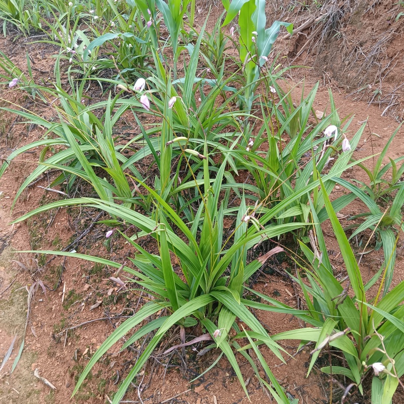 白芨种苗