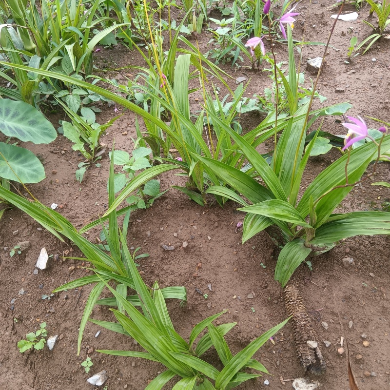 白芨种苗