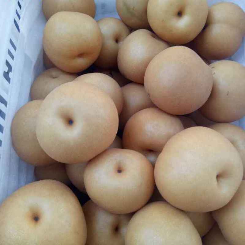丰水梨7两以上，单果7两起步