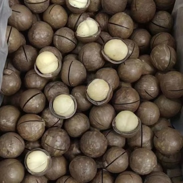 夏威夷果18-20mm,20-22mm,22-25m